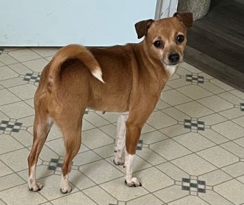 adoptable Dog in Sistersville, WV named Penelope