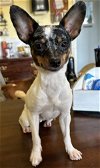 adoptable Dog in sistersville, WV named Freya