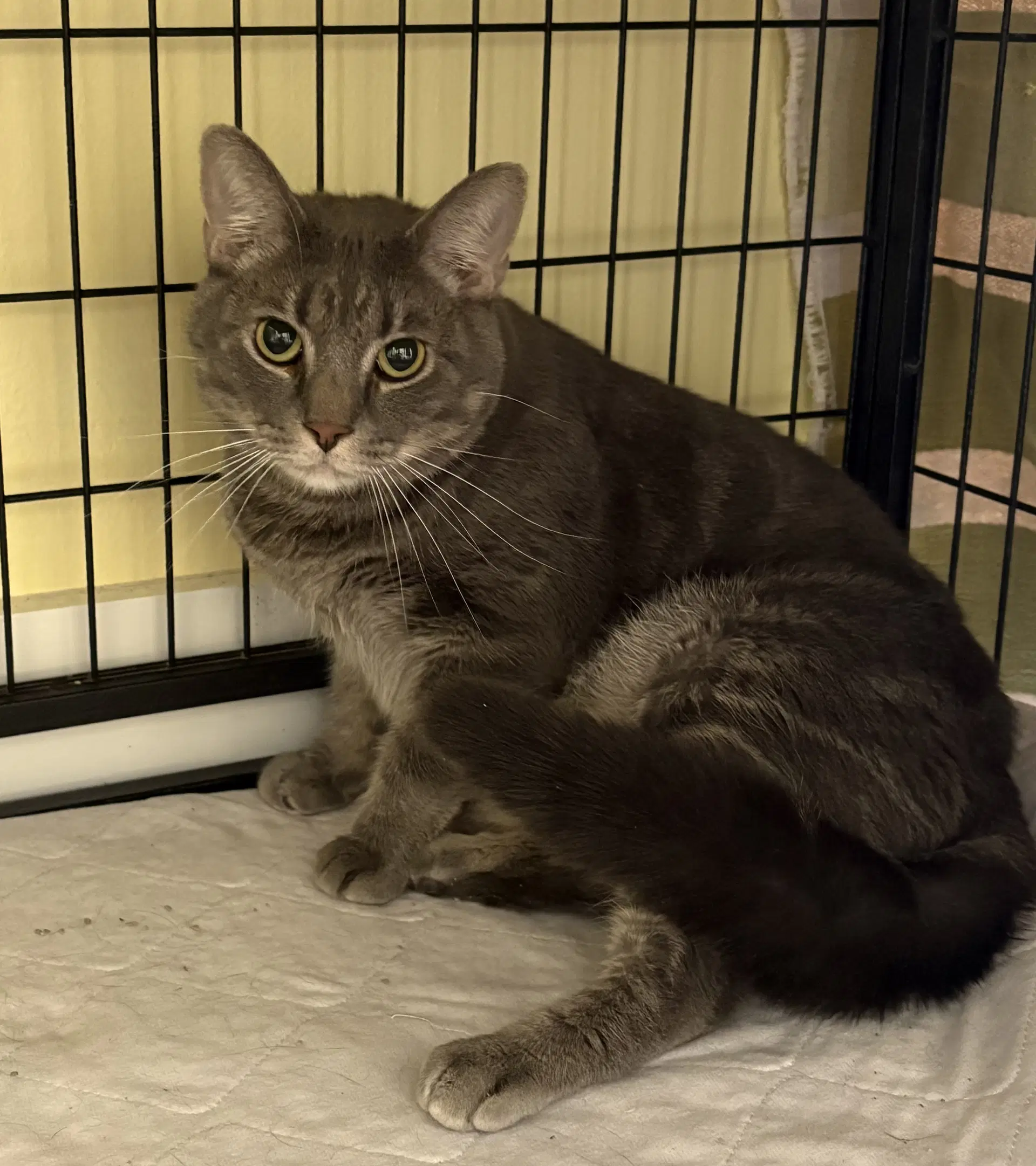 Sterling - Domestic Short Hair