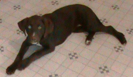 Copper aka amber
