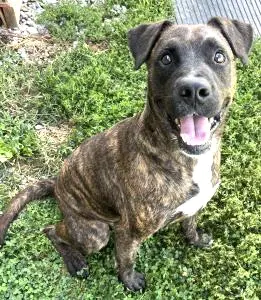 Zach - Pit Bull Terrier
