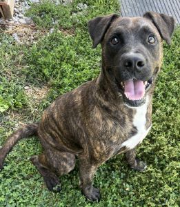 adoptable Dog in Sistersville, WV named Zach