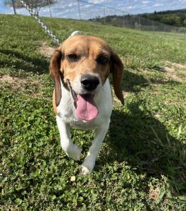 adoptable Dog in Sistersville, WV named Maxine