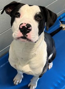 adoptable Dog in Sistersville, WV named Diesel