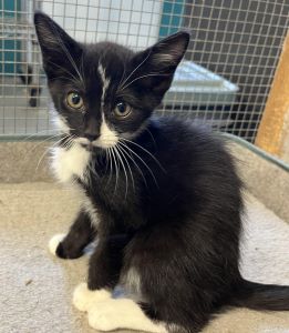 adoptable Cat in Sistersville, WV named Peeta