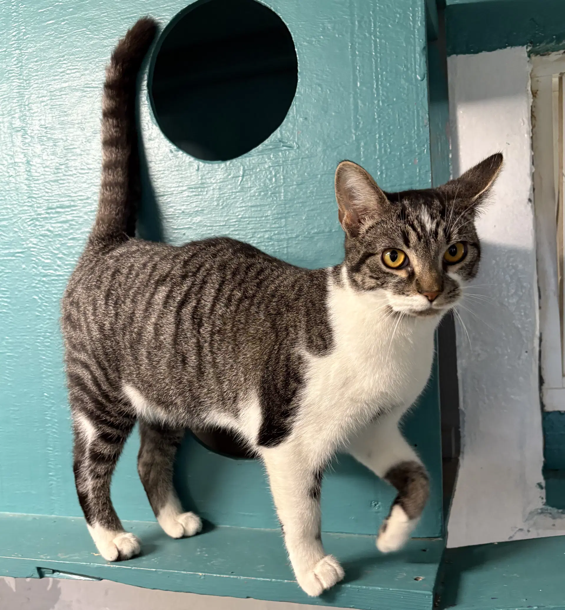 Katniss - Domestic Short Hair