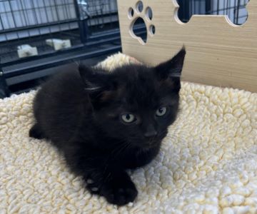 adoptable Cat in Sistersville, WV named Louie