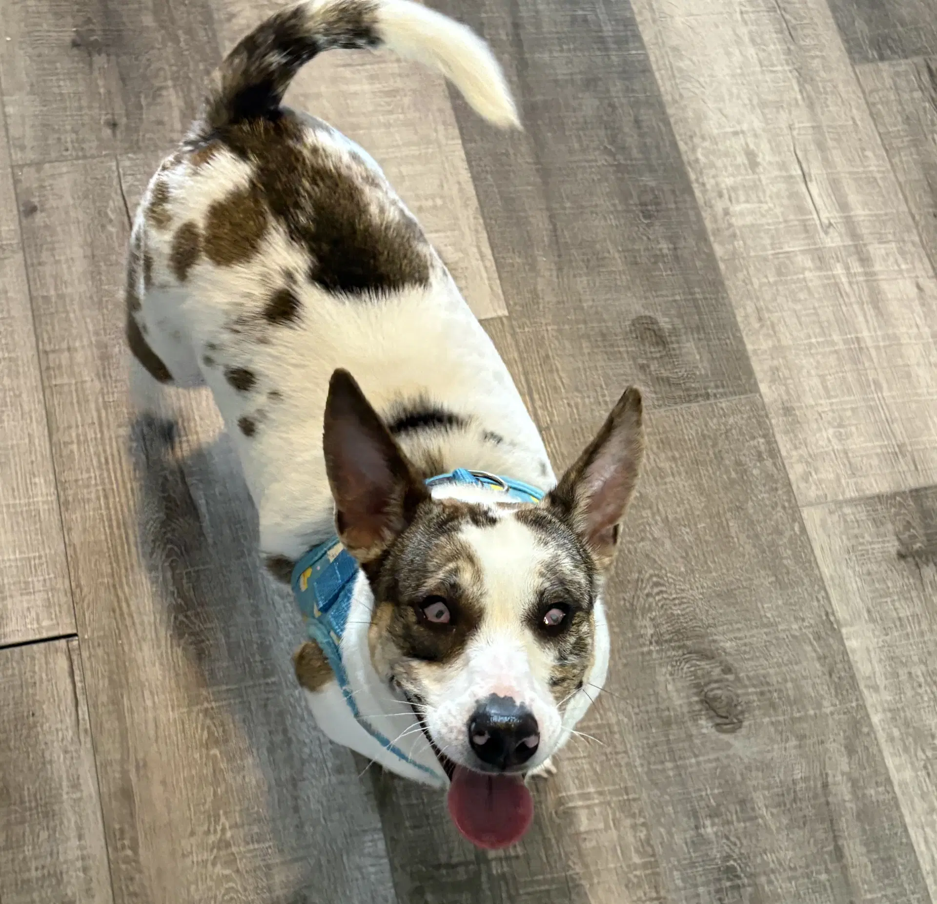 Raya - Chihuahua