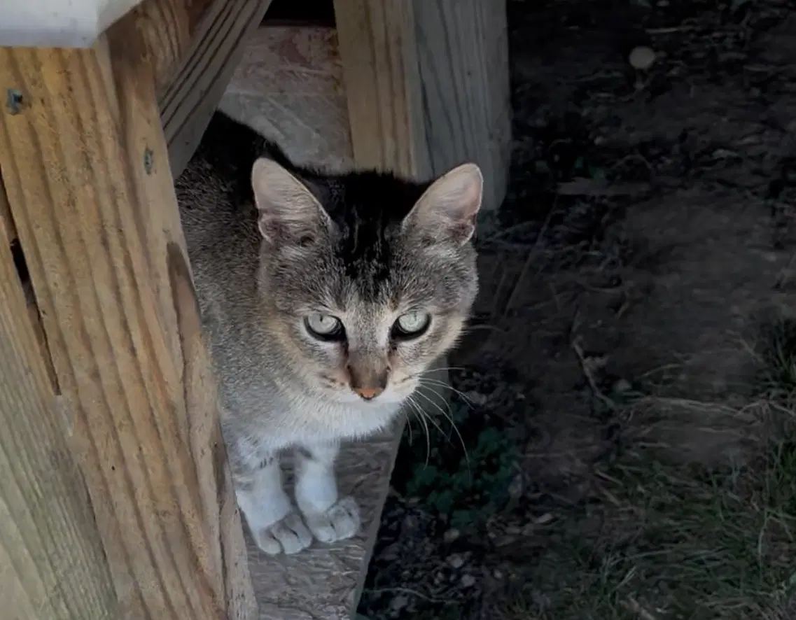 Melanie image 3