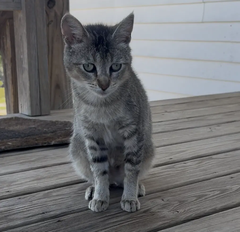 Melanie - Domestic Short Hair