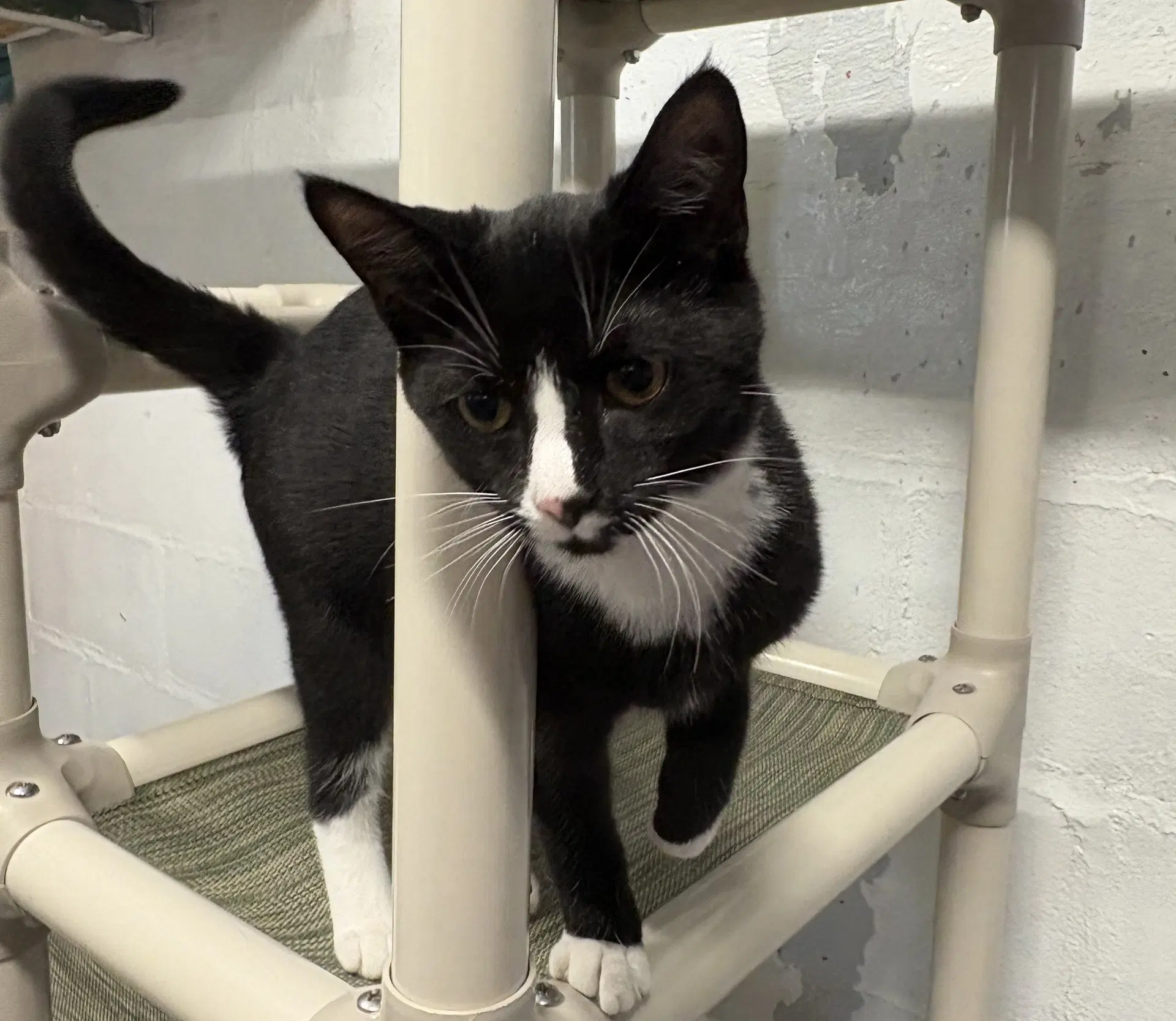 Nevaeh - Domestic Short Hair