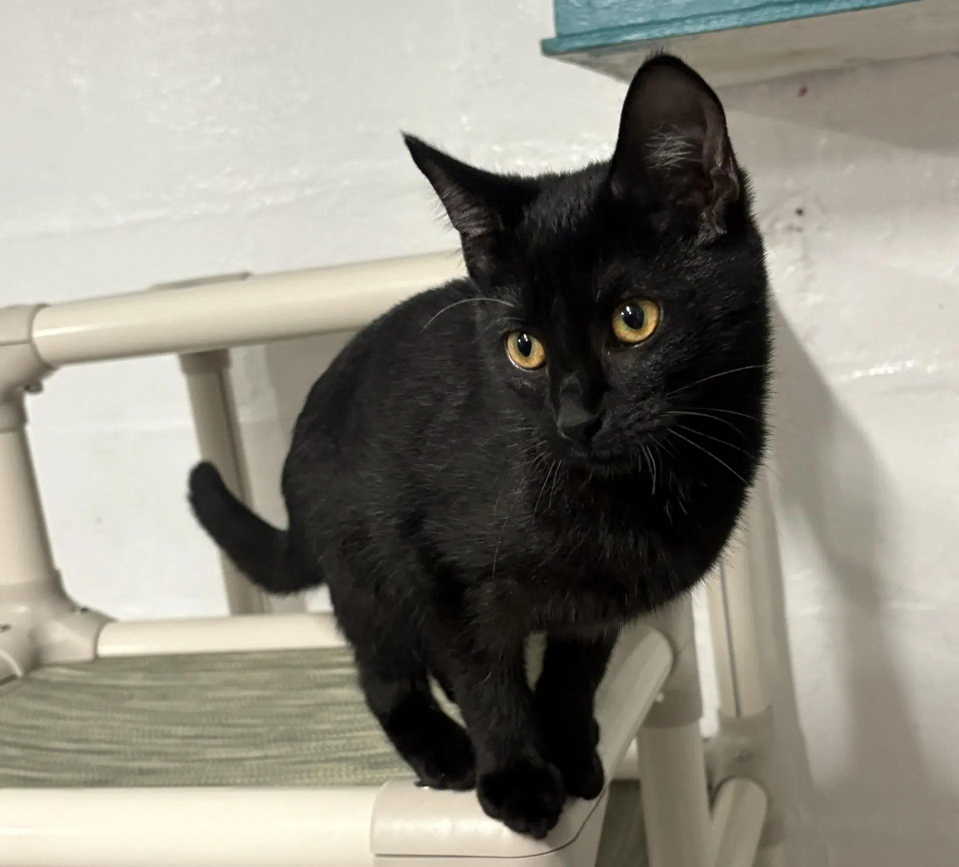 Jemma - Domestic Short Hair