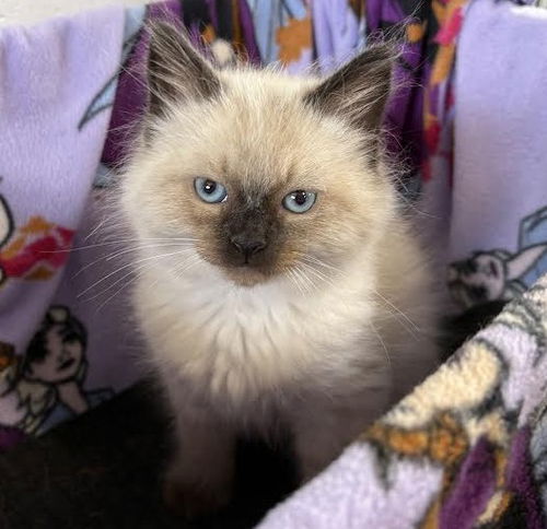 Elvis