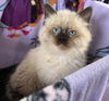 Smokey (Kitten 7)