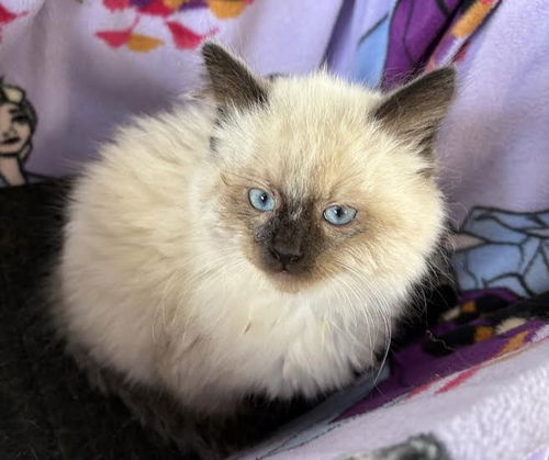 Smokey (Kitten 7)