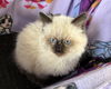 Smokey (Kitten 7)