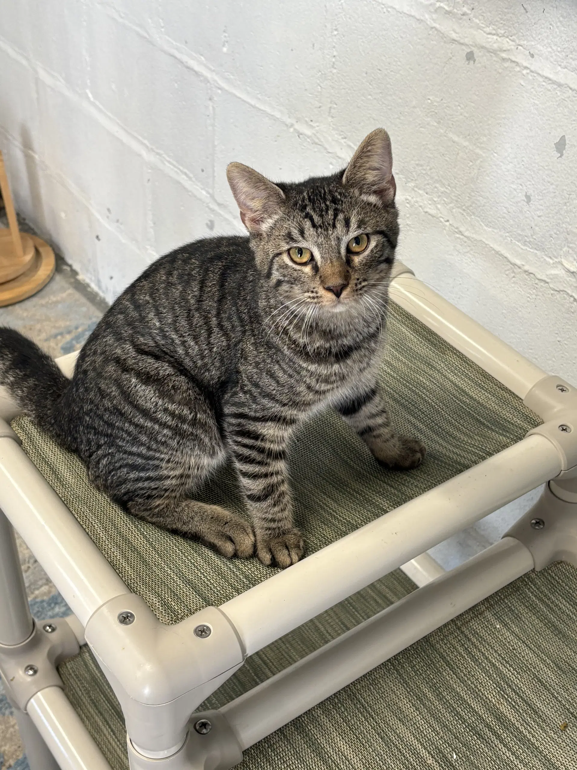 Sully - Domestic Short Hair