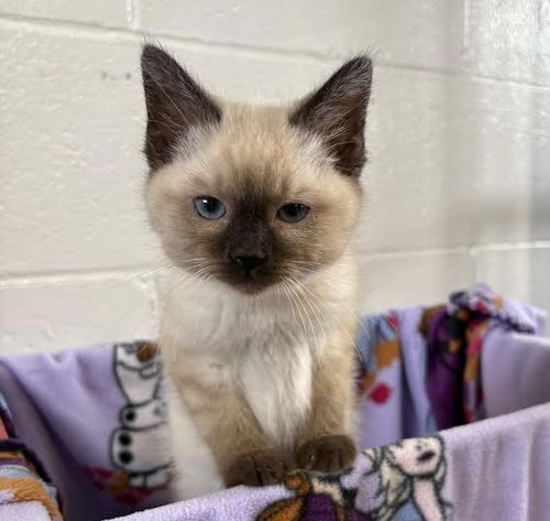 Kitten 9