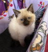 Kitten 9
