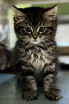 Nova