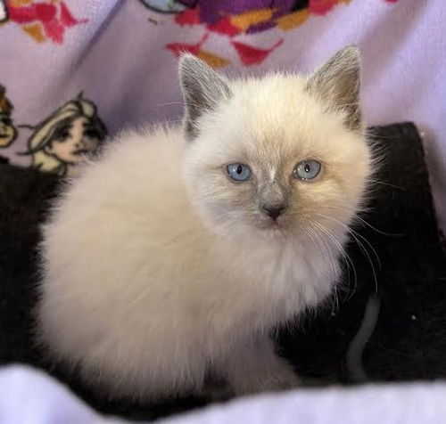 Kitten 13