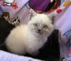 Kitten 13
