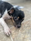 Tucker