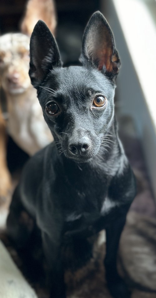 Gracie