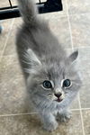 Greyson