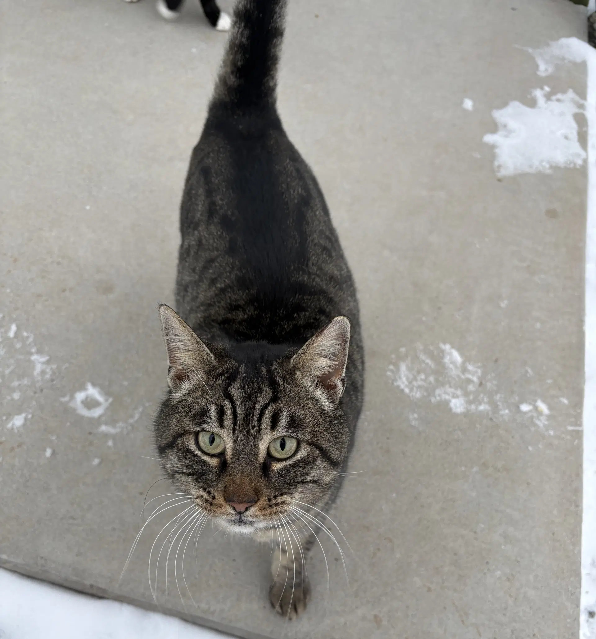 Shady - Domestic Short Hair