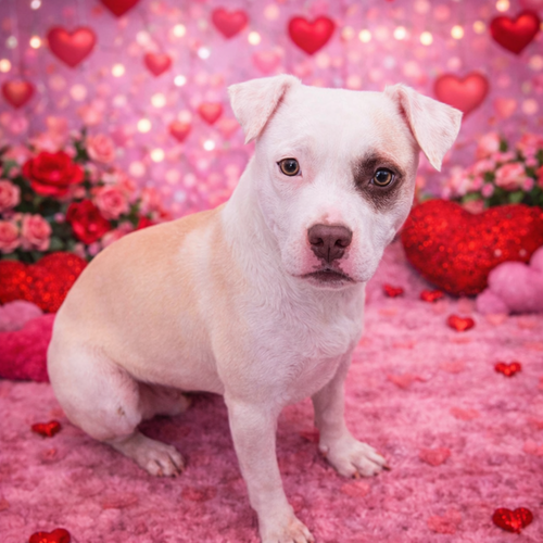 AUDREE - American Bulldog / Pit Bull Terrier available for adoption