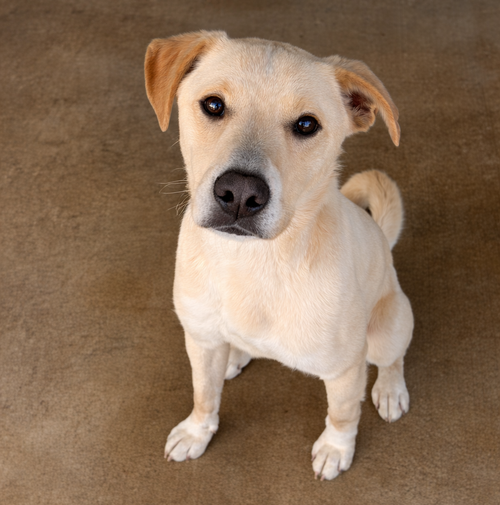 LYNX - Labrador Retriever / German Shepherd Dog available for adoption