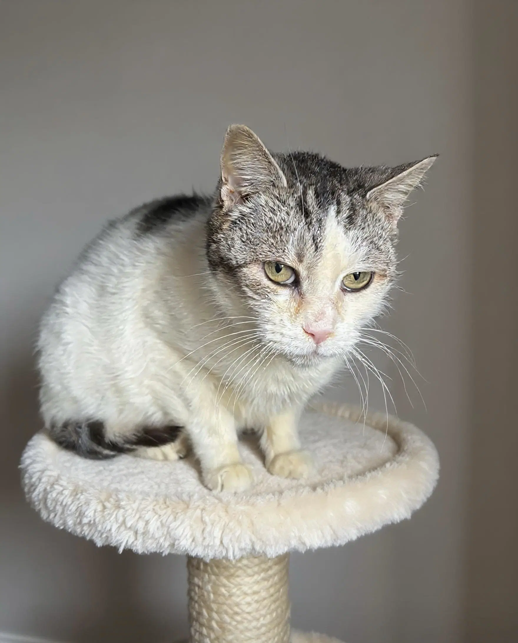 Khloe - Domestic Short Hair
