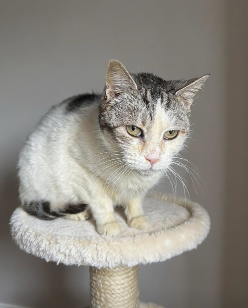 picture of the cat needing adoption