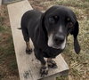 Harvey