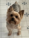 Bentley