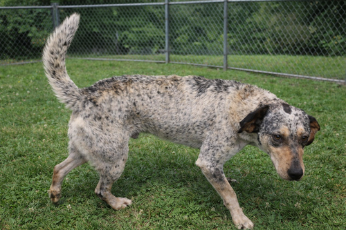 picture of the dog needing adoption