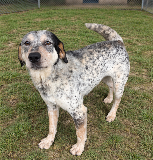 picture of the dog needing adoption
