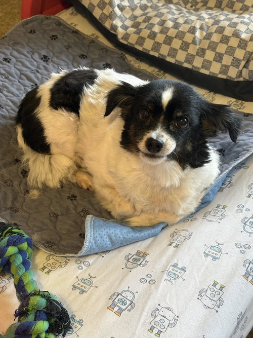 picture of the dog needing adoption