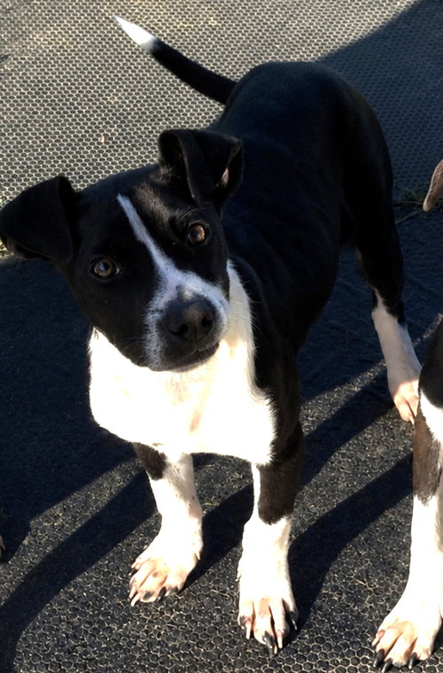Stewart, an adoptable Pit Bull Terrier in Sistersville, WV
