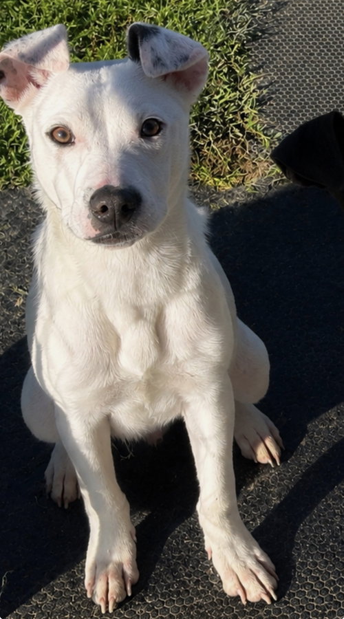 Snow, an adoptable Pit Bull Terrier in Sistersville, WV