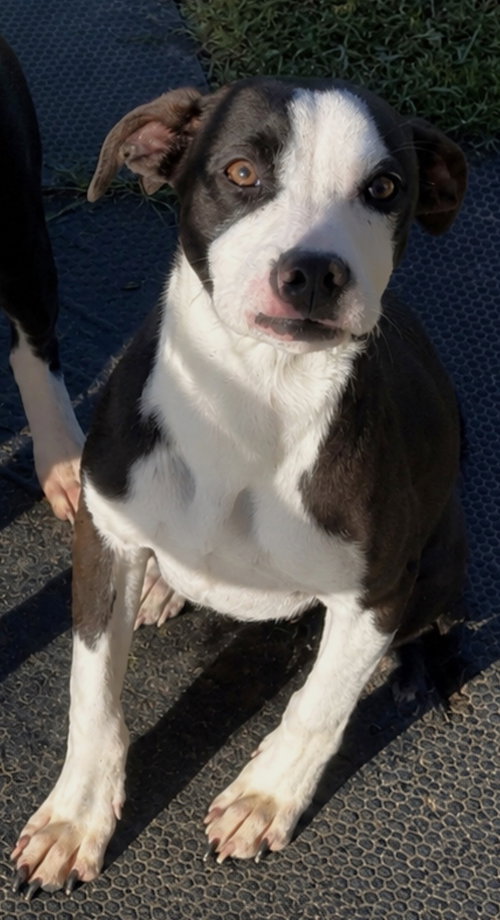 Captain, an adoptable Pit Bull Terrier in Sistersville, WV