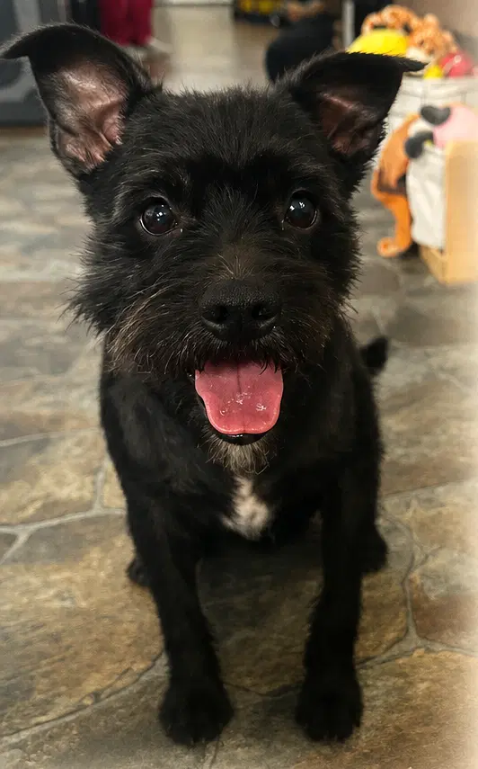 Turbo - Terrier