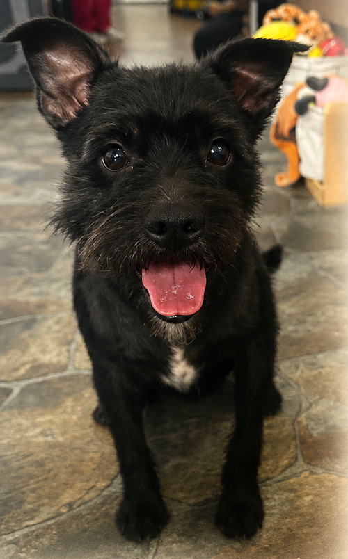 picture of the dog needing adoption