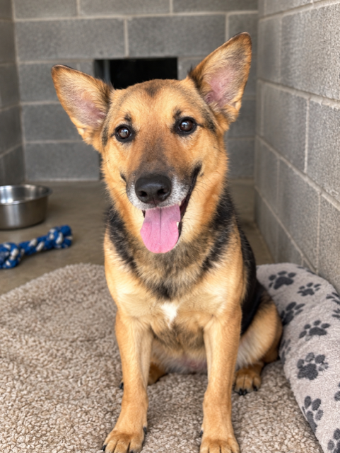 China, a dog for adoption from Olive Branch Animal Rescue & Refuge, Inc.