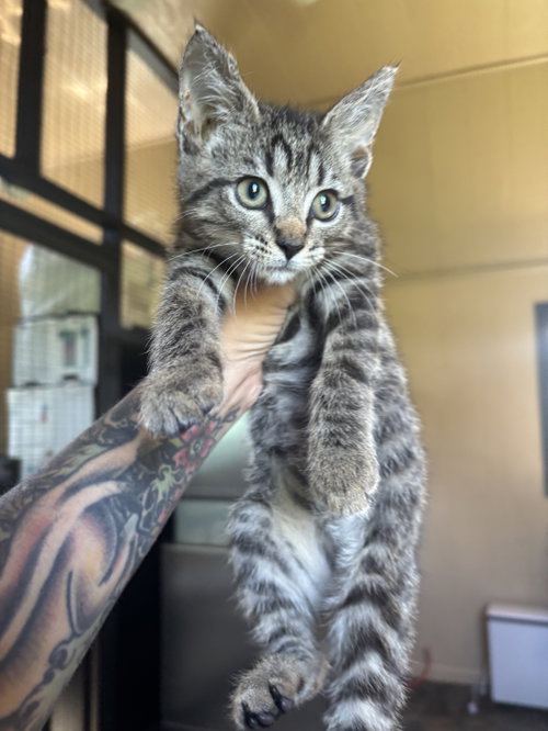 picture of the cat needing adoption