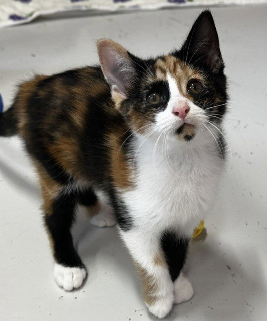 Moon, Domestic Short Hair