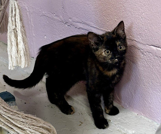 Amber, Domestic Short Hair