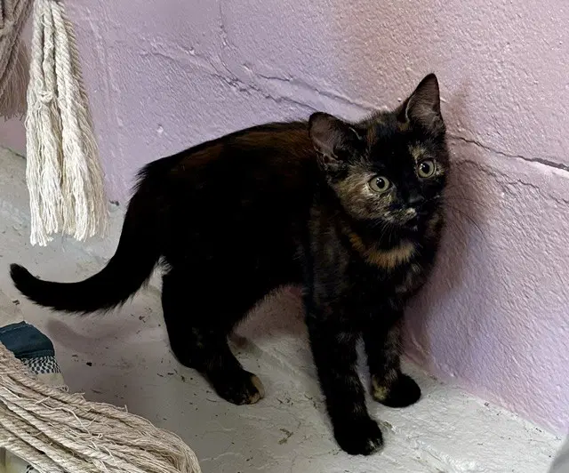 Amber - Domestic Short Hair