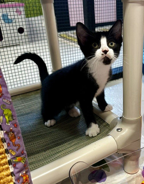 Apache, Domestic Short Hair